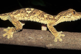   Forscher identifizieren neue Gecko-Art  