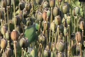 Papageien im Opium-Rausch verwüsten indische Felder – Video