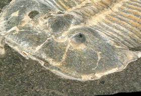 Das 429 Millionen Jahre alte Fossil mit dem 200-Pixel-Blick