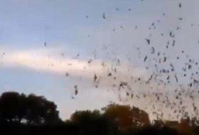 Touristen werden von Millionen von Fledermäusen überrascht- VIDEO