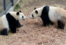 Pandas haben nach vier Jahren Sex - für 52 Sekunden