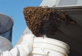 Modernster US-Kampflugzeug von Bienen in Schach gehalten