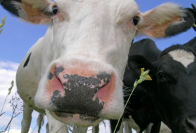 Experten empfehlen Verteuerung von Fleisch- und Milchprodukten