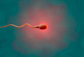   Studie: Covid-19 könnte Spermien schädigen  