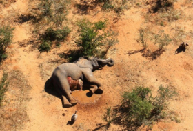 Wieder mysteriöses Elefantensterben in Botswana