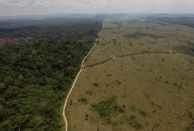 Weltweite Abholzung von Urwäldern weiter vorangeschritten
