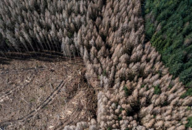 Deutschlands Wald leidet zunehmend unter Klimawandel