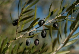 Preis für Olivenöl in Europa um 20 Prozent gestiegen