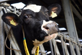 Offenbar neue Hilfen für Milchbauern