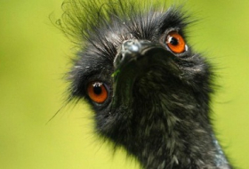 Nach Angriff auf Jogger: Polizei erschießt ausgebüxten Emu