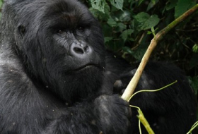 Artenschutz: Größter Gorilla vom Aussterben bedroht