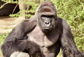Erschossener Gorilla: Zoo verteidigt Harambes Tötung