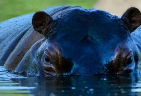 Pablo Escobars tierisches Erbe: Hippo-Alarm im Garten des Drogenbarons
