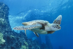 Hawaii: Obama schafft weltgrößtes Meeresschutzgebiet
