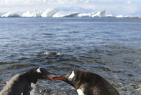 Verhandlungen über Antarktis-Schutz Eiskalter Krieg