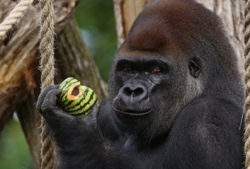 Geflohener Gorilla Eine Stunde Freiheit, fünf Liter Saft