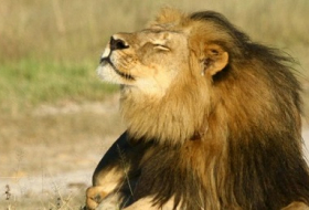 Tod von Löwe Cecil bleibt ohne juristische Konsequenzen