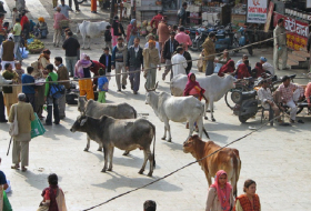 Heilige Kühe: Mob in Indien tötet vermeintlichen Schmuggler