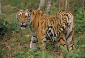 Überraschend Nachwuchs seltener Tigerart entdeckt