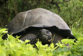 Neue Riesenschildkröten-Art auf Galapagos-Inseln entdeckt