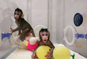 Bundesdeutscher Tierschutzbund kritisiert Klonen von Affen