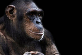 Prominenter US-Forscher bestätigt Gerüchte um Mensch-Affe-Kreuzung