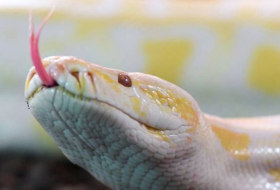 219 Schlangen in Wohnung in Buenos Aires entdeckt
