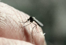 Finito für Moskito: Wissenschaftler machen menschliches Blut für Mücken giftig