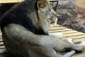 Ist Löwe der König der Tiere? Eigentlich ein Hipster – FOTO-Beweis