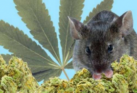 Polizei vermisst 500 Kilo Cannabis - Mäuse sollen schuld sein