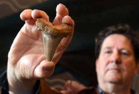 Hobbyforscher findet Zähne von riesigem Urzeithai