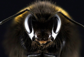   Nicht Atomkrieg, nicht Meteoreinschlag: Insektensterben bedroht die Menschheit  