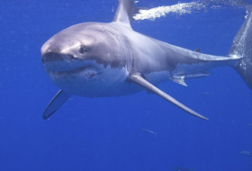   Er lebt noch: Dieser Hai soll dem Megalodon den Rest gegeben haben  