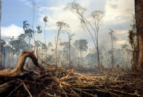 Weltweit zwölf Millionen Hektar Tropenwald verschwunden