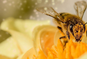   Kurioser Vorfall in USA: Lkw baut Unfall – und 133 Millionen Bienen entkommen in die Freiheit  