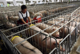 China stoppt Schweinefleisch-Importe von kanadischer Firma