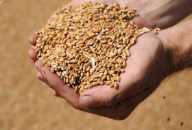 Russland bleibt weltgrößter Weizenexporteur - Experten