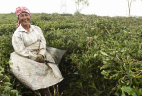 Deutsche Teefirmen mitverantwortlich für prekäre Situation in Darjeeling