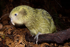   Neuseelands Vogelwelt bräuchte   50 Millionen Jahre  , um sich zu erholen  