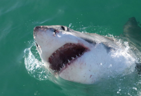   Gefährliche Begleitung: Surfen neben einem Weißen Hai –   Drohnenvideo    