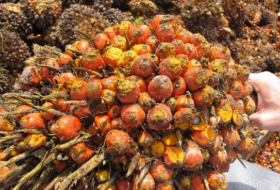 Gesundheitsgefährdende Stoffe in Palmölprodukten