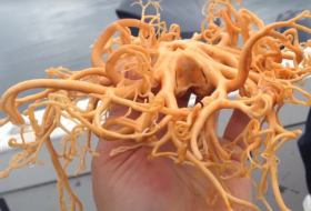     „Fliegendes Spaghettimonster“:   Komische Kreatur auf Video eingefangen  