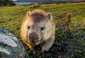 Wombat mit Steinen erschlagen - Video löst heftige Debatte aus