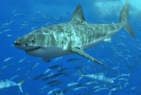 Einzelgänger oder doch soziale Tiere? Warum sich Weiße Haie zusammentun – Forscher klären auf