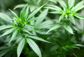  Cannabis als Forschungsobjekt:  Amerikaner bringen 2020 einige Pflanzen zur ISS