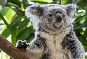   Zehntausende Koalas fallen Waldbränden zum Opfer  