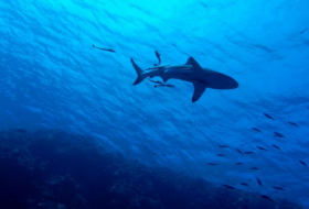 Jugendlicher mit Drohne rettet Schwimmende vor Weißem Hai