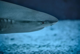     „Laufender Hai“  : Neue Arten im tropischen Pazifik entdeckt –   Video    