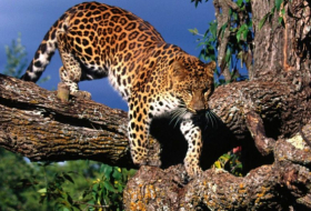 Hund treibt seltenen Amur-Leoparden auf Baum – Video aus Russland