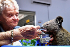Koala-Population in Teilen Australiens stark dezimiert